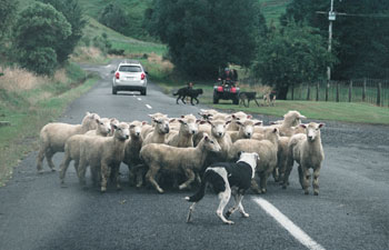 Sheep on the road