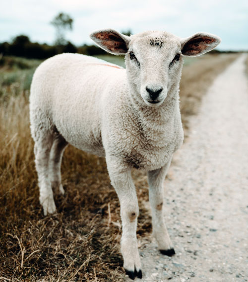 Curious lamb